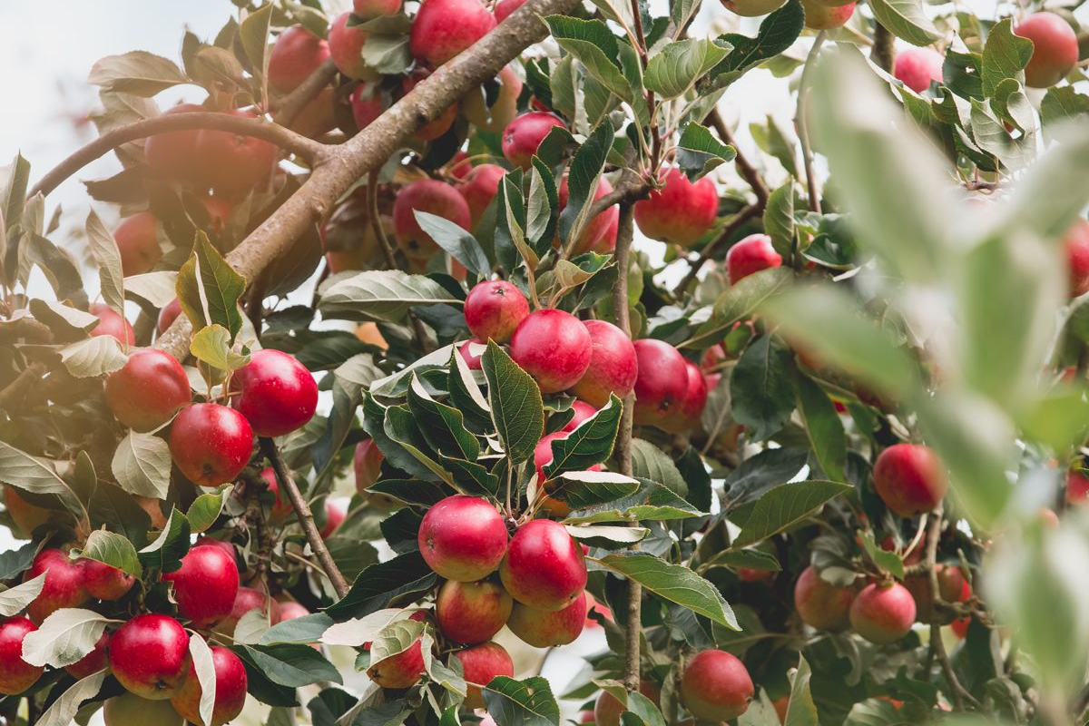 Ops Manager - Healeys Cornish Cyder Farm. Closes 4 Aug